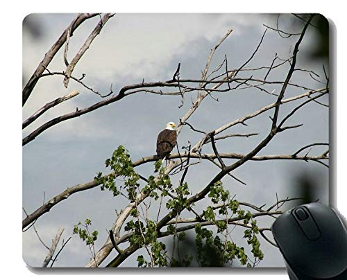 Yanteng Gaming Mouse Pad Custom, Wild Bald Eagles Base de Goma Antideslizante Mousepad